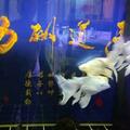 為什麼某些觀賞魚非常流行、也很漂亮，但未必適合新手魚友飼養？