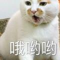 寵物市場重新「洗牌」：英短貓排第二，猜猜第一名是誰？