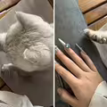 影／主人做美甲「貓貓努力教收爪子」　示範好多次爆氣：笨死了學不會