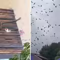 颱風侵襲前「漫天蝙蝠亂舞」　風災後驚見「6公尺巨蟒」