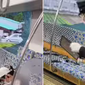 列車車窗玻璃碎滿地！震撼畫面瘋傳