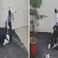 看房驚動惡犬　夫妻遭撕咬送醫慘了