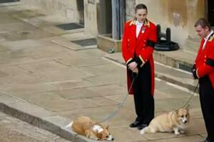 忠犬柯基送別英女王最後一程，畫面傷感