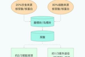 痛風別只盯著高嘌呤食物了，這3點也會偷偷升高你的尿酸