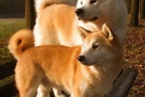 秋田跟柴犬那麼像，為什麼秋田沒火？我來告訴你原因