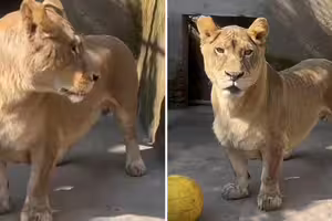 「柯基獅」天生短腿!被獅群排擠 遇到人類反應差超多 「柯基獅」天生短腿!被獅群排擠 遇到人類反應差超多