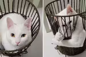氣質白貓乖乖窩著超可愛！突伸「爆肌手臂」竹籃變形　主人曝日常訓練內容