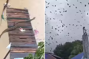 颱風侵襲前「漫天蝙蝠亂舞」 風災後驚見「6公尺巨蟒」 颱風侵襲前「漫天蝙蝠亂舞」 風災後驚見「6公尺巨蟒」