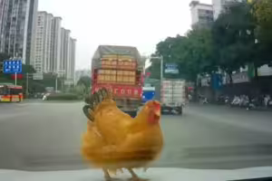 影／開車途中「天上突掉一隻雞」　駕駛1決定網笑翻