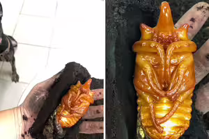 狗狗挖出「黃金」興奮邀功　主人一看嚇壞：2年心血差點掰