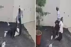 看房驚動惡犬 夫妻遭撕咬送醫慘了 看房驚動惡犬 夫妻遭撕咬送醫慘了