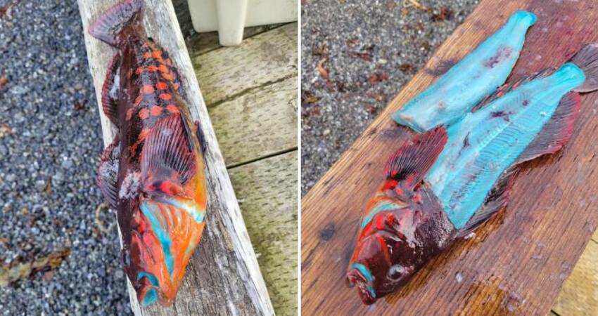 釣到「阿凡達魚」！他切開驚見絕美藍肉「下鍋煎更驚喜」