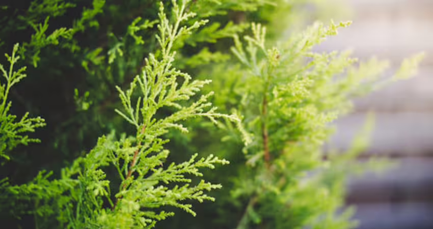 明天春分「龍抬頭」　4生肖財運旺上加旺