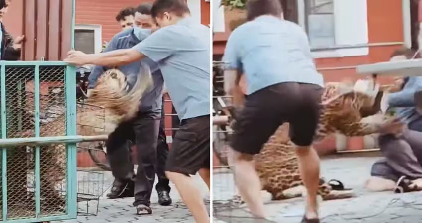 花豹獲救後突破籠　襲擊護管員慘了