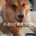 柴犬爆粗口罵X　SIRI回：沒禮貌