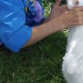 17歲貓咪遇見85歲老奶奶，一見如故，幫她治癒孤獨重返年輕