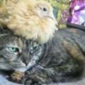 都說貓愛捉雞，但是這只貓卻被小雞騎上頭，已被逐出喵界