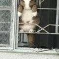 鄰居家的貓想逛街但又不敢出去，於是每天就這樣趴在窗外看著過往人群