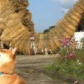 網友帶柴犬參觀稻草人展看到「神還原哥吉拉」，結果呆萌柴柴立馬模仿的「柴吉拉姿勢」讓人笑瘋啊！