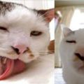 醜到超級可愛！一隻「360度全死角」的貓，看到一半我就忍不住大笑了！