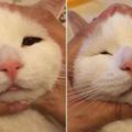 在日本大流行的「用貓咪臉頰來捏飯糰」，貓咪被圈起來的表情實在萌到讓人心臟狂跳啊！