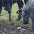 牧場主人好奇發現「30頭野牛圍一圈」在看某個東西，靠近後就救了「它」一命！