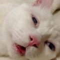 女主人發現家裡的貓咪有特殊技能：睡覺的各種衰樣能把網友笑出眼淚！