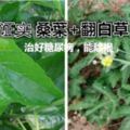 桑葉+翻白草治好糖尿病白草能治療糖尿病嗎？