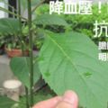 南非葉可護肝，有朋友吃了數月葉子，膽固醇明顯下降」保肝抗癌降三高