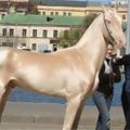 夢幻到不真實的「黃金馬」看起來很假...其實是真正存在地球上的超珍貴品種！
