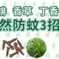 天然防蚊3招：咖啡、香草、丁香