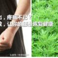 腰椎突出，疼痛不已？艾葉外敷，讓你的腰椎恢復健康