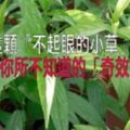 這顆「不起眼的小草」，竟有你所不知道的「奇效」！