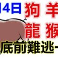 12月4日生肖運勢_狗、羊、虎大吉