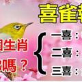 喜雀報喜的5個生肖