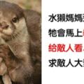 灰熊天生是媽寶！　20個「大男人也會被萌到尖叫」的動物本性