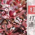 動過手術的曾鳳兒，由於擔心傷口發炎，而將紅田烏加水龜草煲來喝