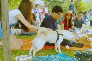 這就是絕對不可以讓狗狗誤食的「木糖醇」，光是1年的統計就有3000隻狗狗吃了死掉！