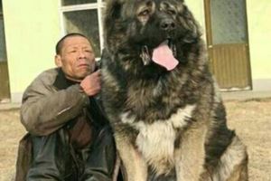 世界上的9大巨型犬，分分鐘讓入侵者懷疑人生