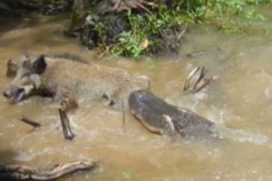 遊客刻意丟麵包引野豬成鱷魚食物，引網友憤怒...