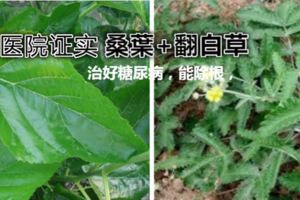 桑葉+翻白草治好糖尿病白草能治療糖尿病嗎？