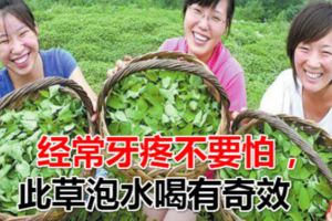 經常牙疼不要怕，農村此草泡水喝有奇效