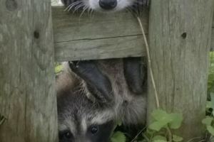 只要不是蟑螂來我家一律好說！野生動物誤闖人類地盤的超萌經驗