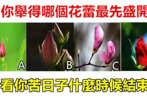 心理測試：你舉得哪個花蕾最先盛開，看你苦日子什麼時候結束