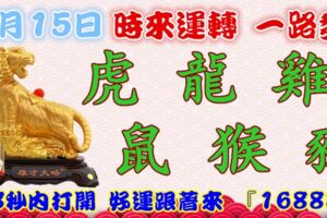 1月15日時來運轉一路發，虎龍雞鼠猴豬，88秒內打開，好運跟著來『16888』