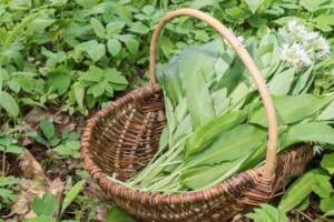 調血壓、控血脂、養肝臟？隨處可見的5種野菜，為何很少人會知道