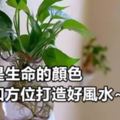 綠色是生命的顏色，綠植加方位打造好風水~