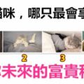 4隻貓咪，哪只最會享受？測你未來的富貴程度