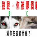 心理學：這4雙狼眼，你被哪個嚇到了？測你在逃避什麼？超級准