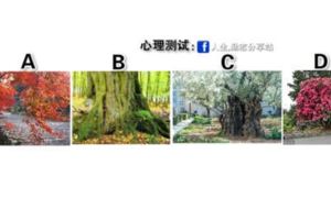 心理測試：測你以後在家裡是什麼地位？選一棵你喜歡的大樹